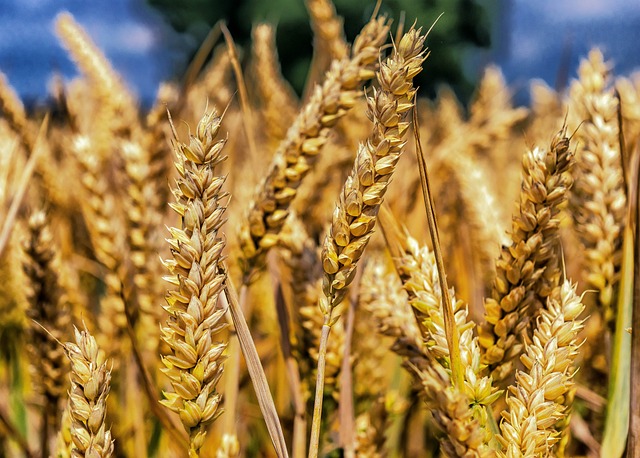 小麦 粮食 麦穗 - 上的免费照片