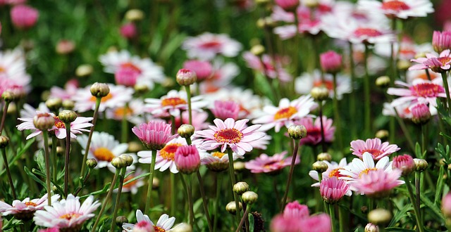 玛格丽特 花朵 原野 - 上的免费照片