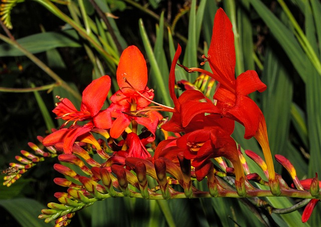 蒙布雷蒂 花园蒙布雷蒂 Crocosmia × - 上的免费照片