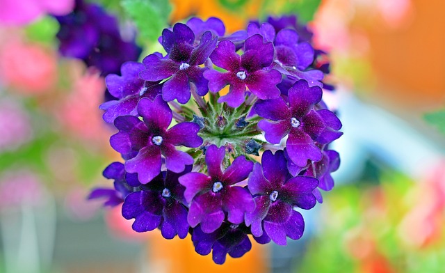 马鞭草 开花 紫色 - 上的免费照片