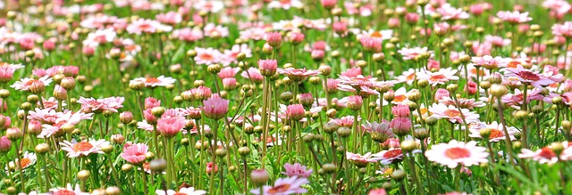 玛格丽特 花朵 原野 - 上的免费照片