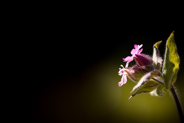 红 Waldnelke Silene Dioica 康乃馨 - 上的免费照片