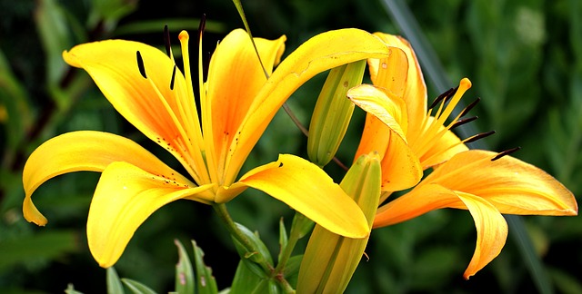 百合 黄色 花朵 - 上的免费照片