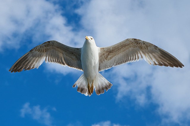 海鸥 飞行 天空 - 上的免费照片