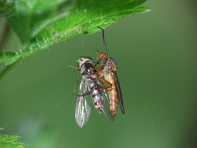 昆虫 生存 自然 - 上的免费照片