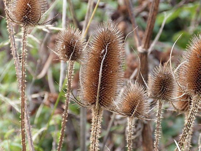 Teasel 野花 自然 - 上的免费照片
