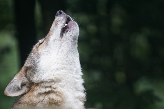 狼 嗥 狼嚎 - 上的免费照片