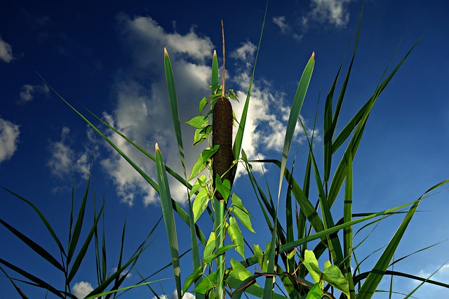 芦苇 香蒲 里德梅斯 - 上的免费照片
