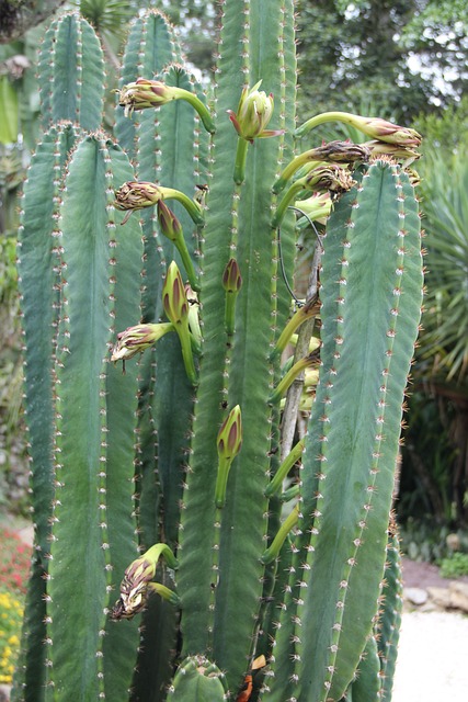 柱状仙人掌 哥斯达黎加 兰克斯特花园植物园 - 上的免费照片