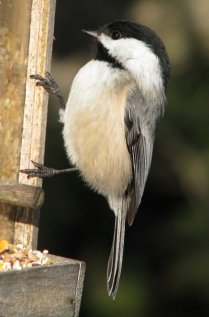 黑头山雀 Poecile Atricapillus 钱更多 - 上的免费照片