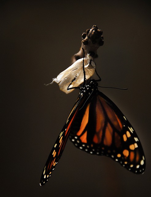 蝴蝶 君主 帝王蝶 - 上的免费照片