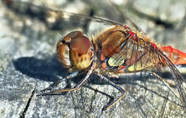 飞鱼 Sympetrum Striolatum 蜻蜓 - 上的免费照片