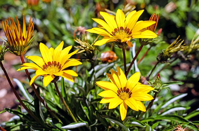 加扎尼 花 开花 - 上的免费照片