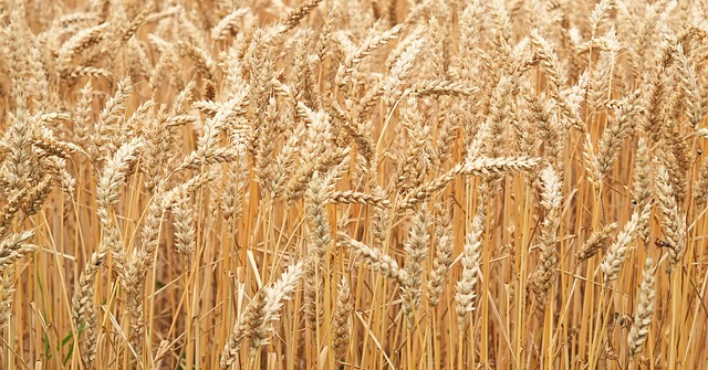 小麦 麦田 粮食 - 上的免费照片