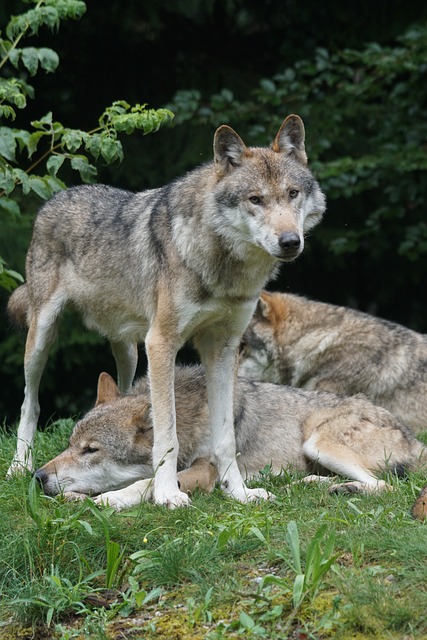 狼 捕食者 莱特沃尔夫 - 上的免费照片