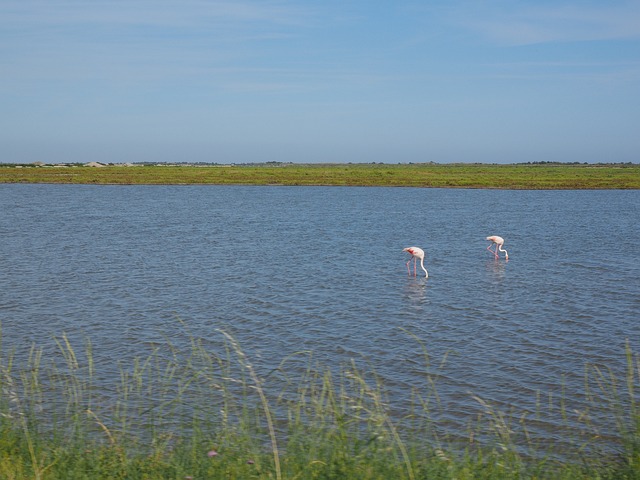 卡马尔格 卡马格自然公园 看过 - 上的免费照片