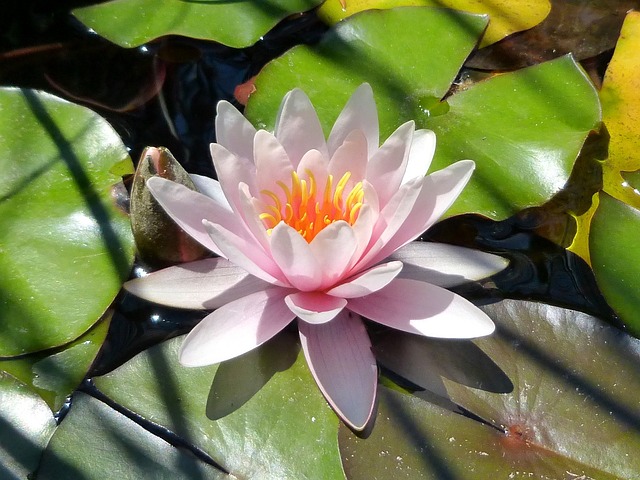 7 月 玛格丽特岛 夏天 - 上的免费照片