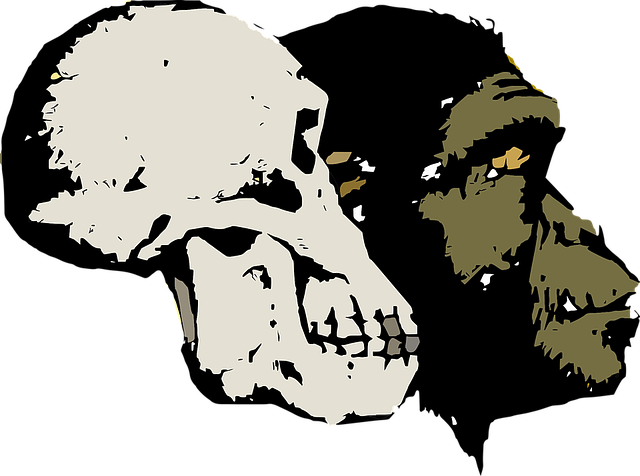 进化 颅骨 头 - 免费矢量图形