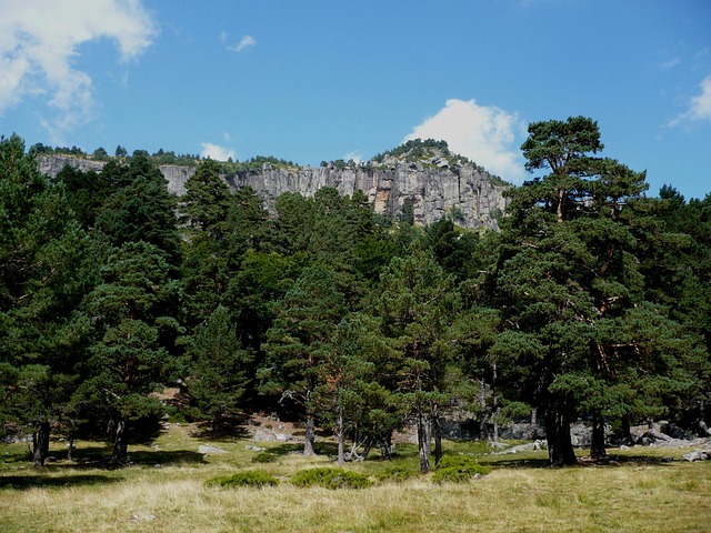 松林 山 景观 - 上的免费照片