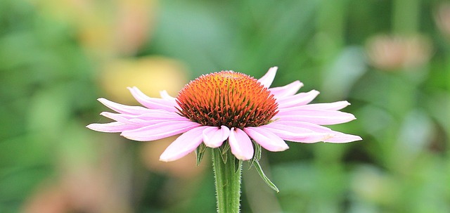 松果菊 刺猬头 紫锥菊 - 上的免费照片