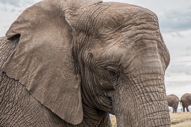 大象 树干 头 - 上的免费照片