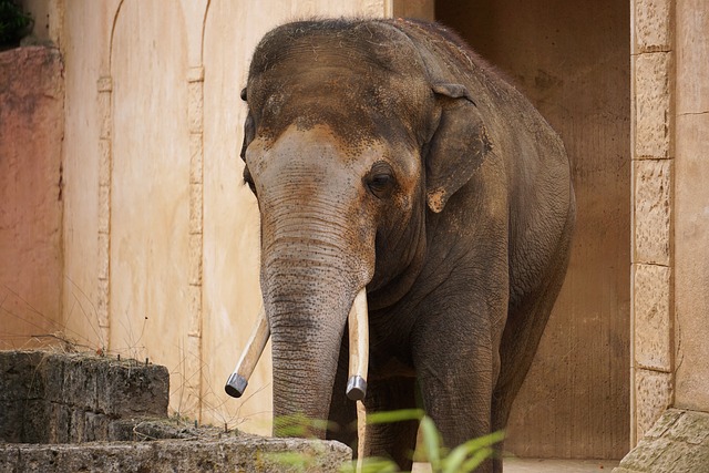大象 结构体 象牙 - 上的免费照片
