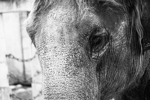 大象 结构体 象牙 - 上的免费照片