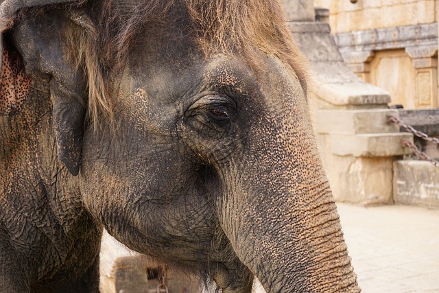 大象 结构体 象牙 - 上的免费照片