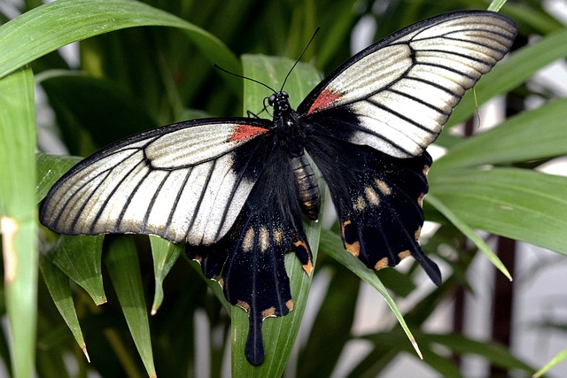 蝴蝶 昆虫 翅膀 - 上的免费照片