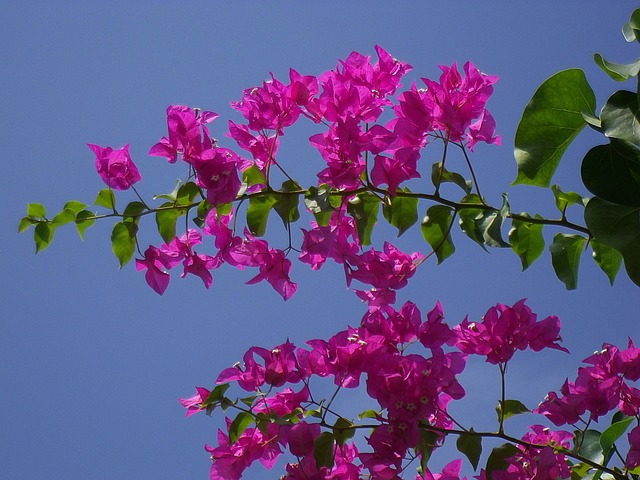 三朵花 马尔代夫 开花 - 上的免费照片