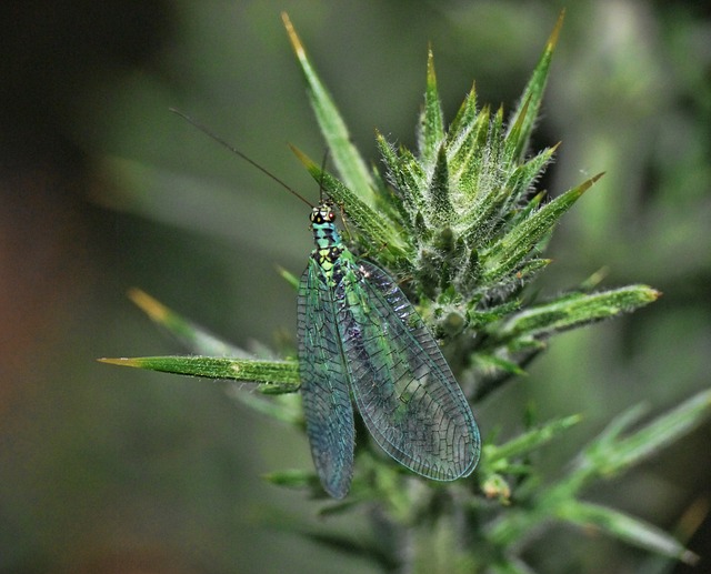 昆虫 特写 翅膀 - 上的免费照片