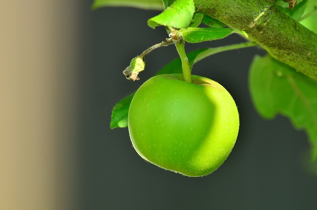 苹果 青苹果 树 - 上的免费照片