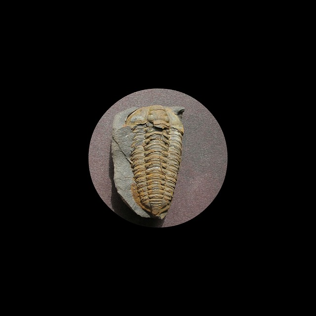 化石 三叶虫 Colpocoryphe - 上的免费照片