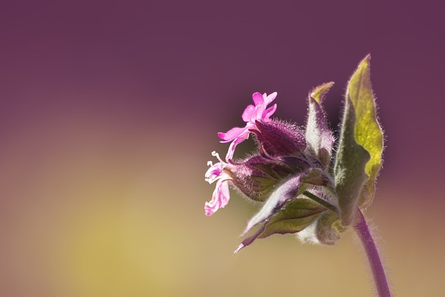 康乃馨 红色康乃馨 Silene Dioica - 上的免费照片