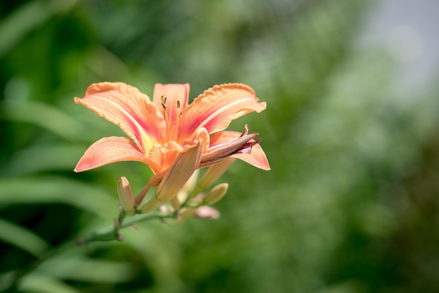 黄花菜 黄梅科 草树 - 上的免费照片