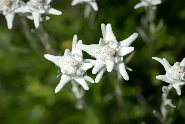 雪绒花 火绒 Microdochium 科布吕特勒 - 上的免费照片