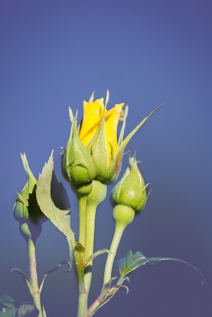 花 玫瑰 黄色 - 上的免费照片