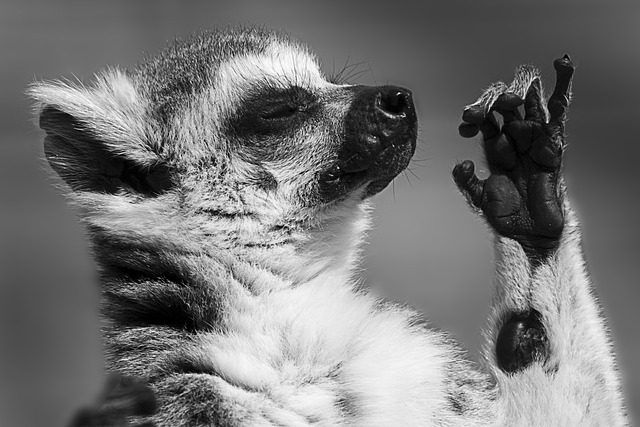 狐猴 环尾 野生动物 - 上的免费照片