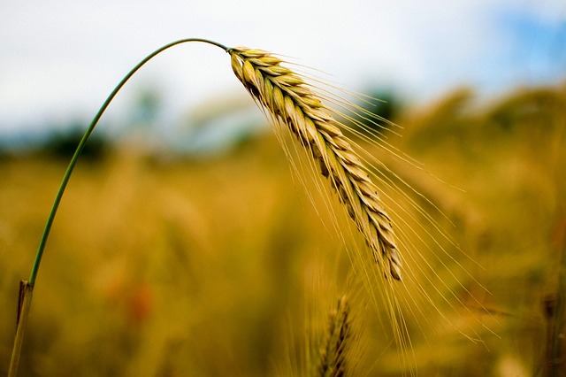 黑麦 粮食 小麦 - 上的免费照片