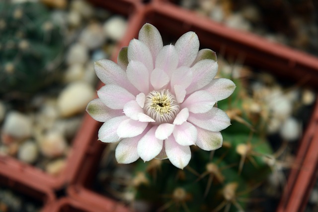 仙人掌花 Hymnocalycium 室内植物 - 上的免费照片