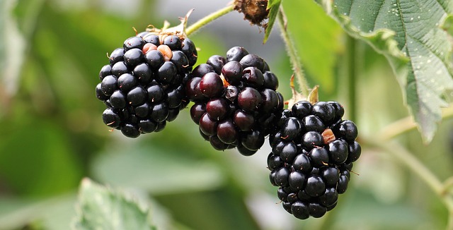 黑莓 荆棘 浆果 - 上的免费照片