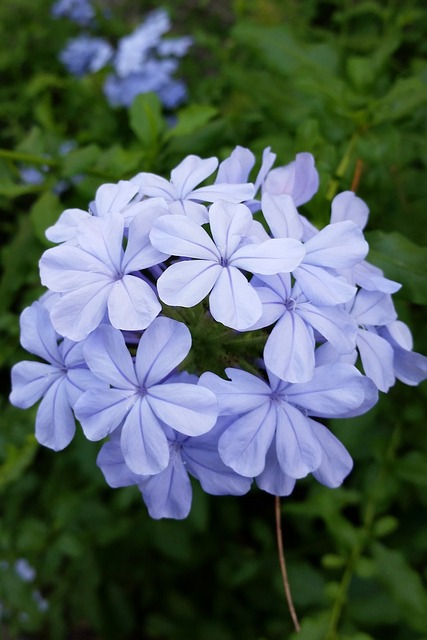 看着我 欢乐 花 - 上的免费照片