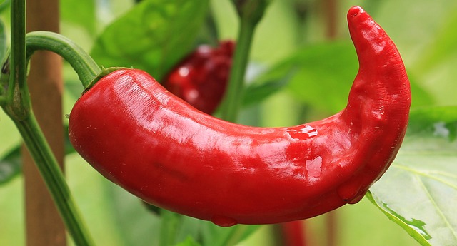 辣椒 茄属植物 红辣椒 - 上的免费照片