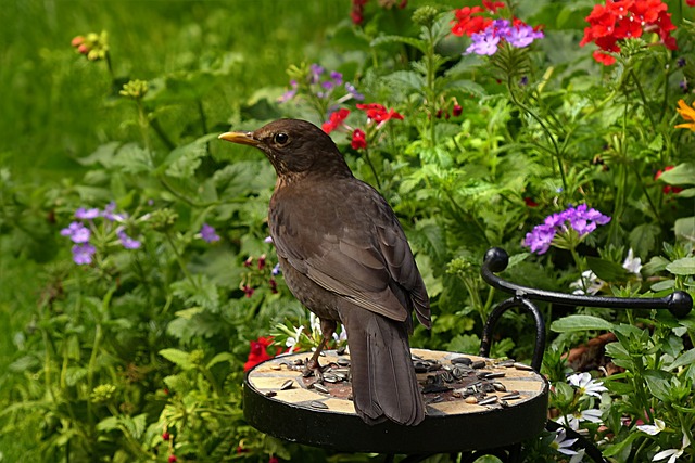 节气门 Turdus Philomelos 鸟 - 上的免费照片