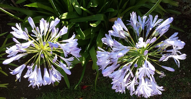 尼罗河百合 百子花 法国 - 上的免费照片