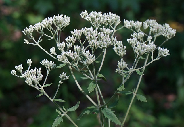 霜花 花 荒野 - 上的免费照片