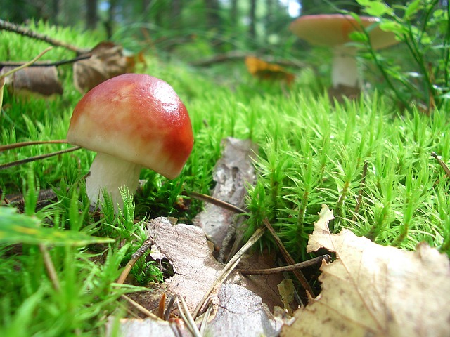 蘑菇 森林蘑菇 红菇 - 上的免费照片