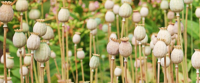 罂粟 棒子上的罂粟 植物 - 上的免费照片