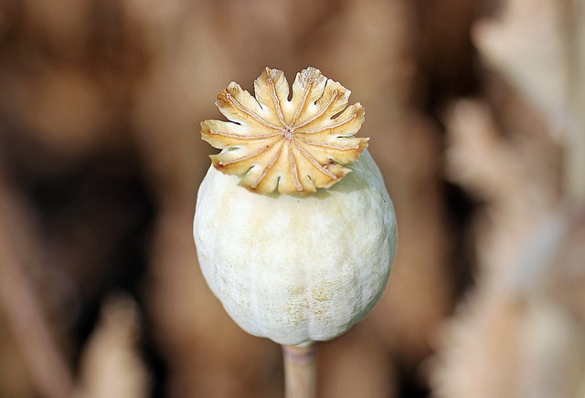 罂粟 棒子上的罂粟 植物 - 上的免费照片
