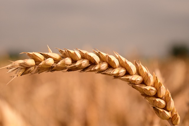 小麦 麦穗 粮食 - 上的免费照片